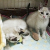 可愛いのばらと小枝です！ サムネイル6