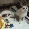 可愛いのばらと小枝です！ サムネイル7