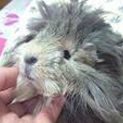 アビシニアンモルモット里親様急募です!!