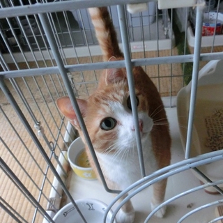 私達の命のバトンを受け取って下さい