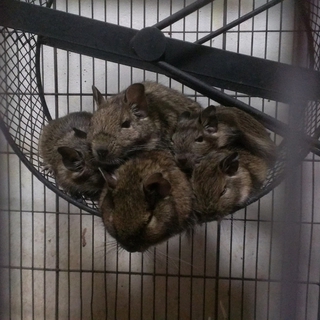 デグー里親様募集中