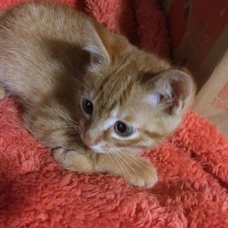 まだ生後1ヶ月頃の仔猫です。