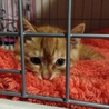 まだ生後1ヶ月頃の仔猫です。 サムネイル4
