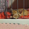 まだ生後1ヶ月頃の仔猫です。 サムネイル6