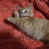 まだ生後1ヶ月頃の仔猫です。 サムネイル3