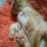 まだ生後1ヶ月頃の仔猫です。 サムネイル2