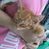 まだ生後1ヶ月頃の仔猫です。 サムネイル7