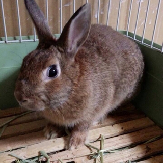 うさぎ里親募集