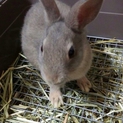 ネザー系子うさぎ 生後2ヶ月