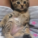 5月生まれの可愛い仔猫ちゃん♡