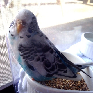 ご応募有難うございました！迷子インコ里親募集