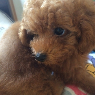 トイプードルの里親募集をしています