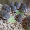 一番小さなハムスター♥ サムネイル6
