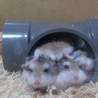 一番小さなハムスター♥ サムネイル7