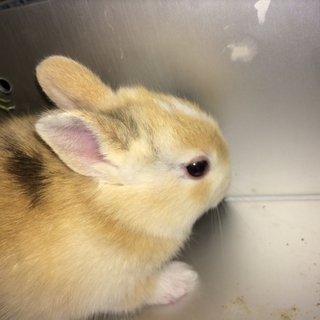 ミニウサギ産まれました。大切に育ててくださる方