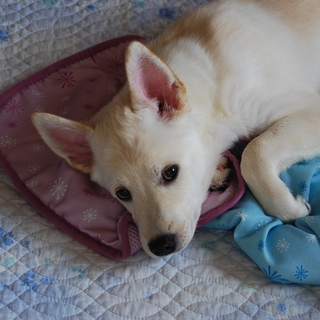 ちょっとフワフワ性格もお顔もハンサム　イチゴくん