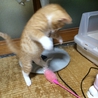 ごろごろ全開☆茶トラほたてくん サムネイル6