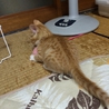 ごろごろ全開☆茶トラほたてくん サムネイル5