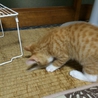 ごろごろ全開☆茶トラほたてくん サムネイル7