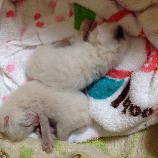 子猫の里親さん緊急募集です！