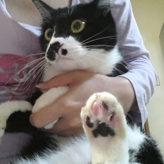 可愛い白黒猫