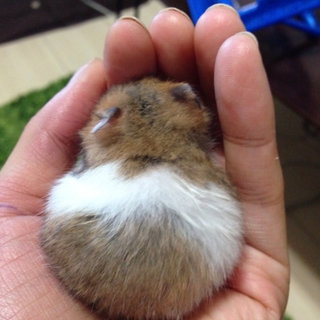 ゴールデンハムスターの里親を募集しています