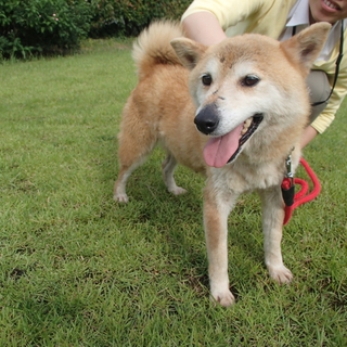 緊急募集！！飼い主に見捨てられた柴犬の女の子