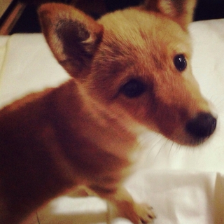 希望あり☆柴系mix子犬兄妹の女の子