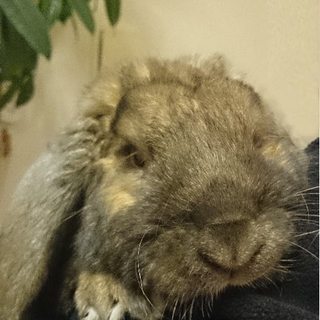 うさぎ（フレンチロップ）の里親を募集します