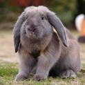 うさぎ（ロップイヤー）の里親を募集します