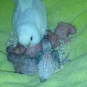 ☆再募集です☆セキセイインコの雛の里親募集♪