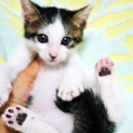 すべてにおいて人間が浅はかだった犠牲の子たち