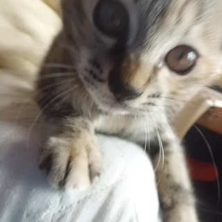 ４月生まれのきーちゃん