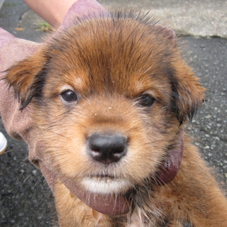 緊急募集！！生後１ヶ月の幼い仔犬たちです。