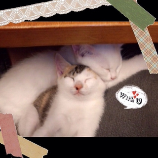 とってもかわいい仲良し兄妹です(*^-^*)