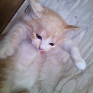 子猫の里親募集!!