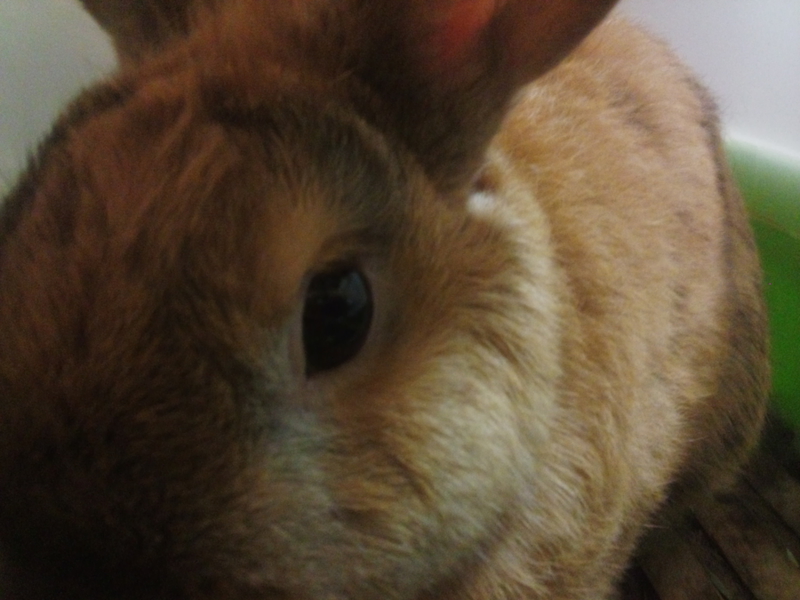 ＊素敵な里親様に巡り会えました＊ サムネイル1