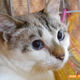 大分：優しい成猫♂、スピカです☆