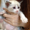 モノクロ子猫　２匹　どちらも募集中(・ω・) サムネイル3