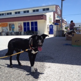 ラブ系雑種男の子里親募集