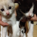 モノクロ子猫　２匹　どちらも募集中(・ω・)