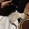 モノクロ子猫　２匹　どちらも募集中(・ω・) サムネイル4