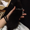 モノクロ子猫　２匹　どちらも募集中(・ω・) サムネイル5
