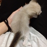 モノクロ子猫　２匹　どちらも募集中(・ω・) サムネイル6