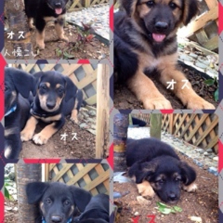 雑種母犬と子犬里親募集