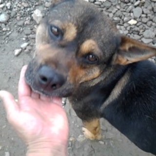 元気いっぱい！　素直でとっても人懐こい男の子。