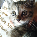 【埼玉・関東】生後推定１ヶ月メス子猫キジトラこねこ