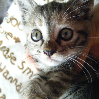 【埼玉・関東】生後推定１ヶ月メス子猫キジトラこねこ
