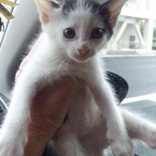 元気な甘えっ子！おちゃめな白黒仔猫♪