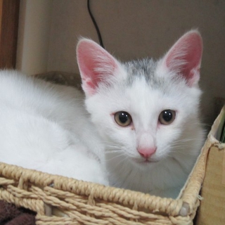 コユキちゃんの里親になってください